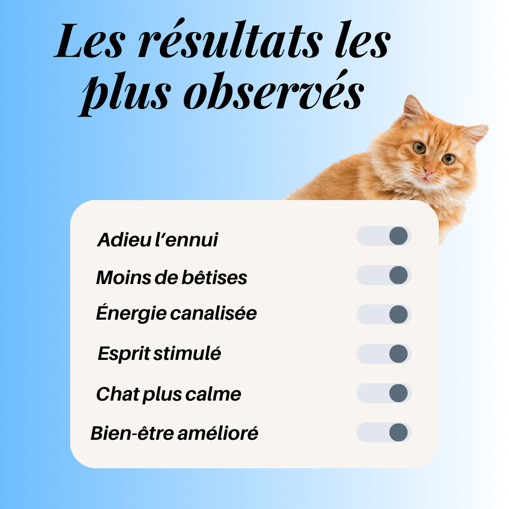 Cœur Félin  - Préviens l'ennui & l'anxiété