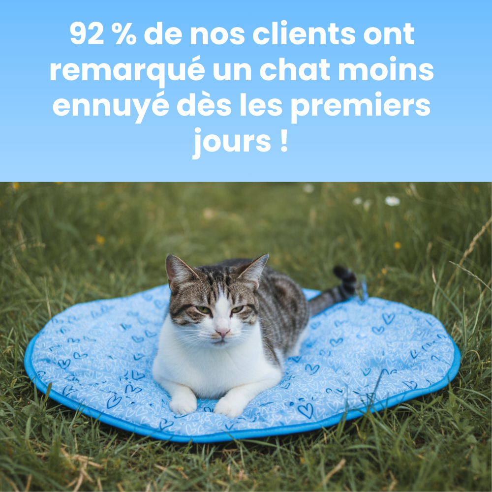 Cœur Félin  - Préviens l'ennui & l'anxiété